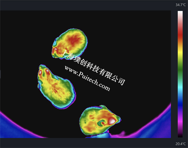 ?？滴⒂凹t外熱成像技術(shù)對實驗小鼠進行科研觀測